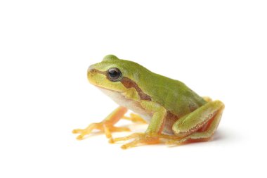 Avrupa ağaç beyaz izole kurbağa (yeşil arborea)