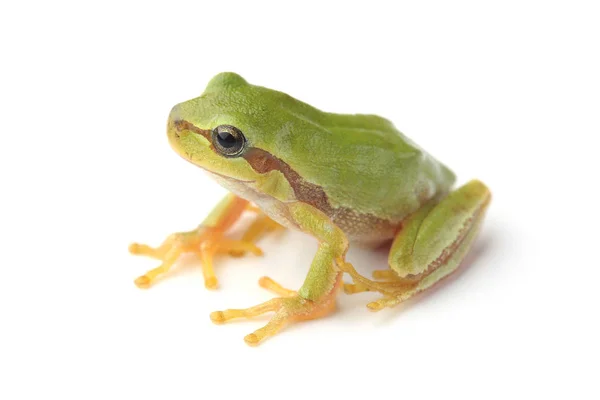 Rosnička Zelená Hyla Arborea Izolované Bílém — Stock fotografie