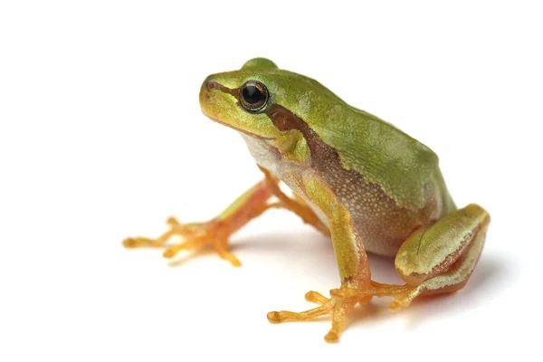 Rosnička Zelená Hyla Arborea Izolované Bílém — Stock fotografie