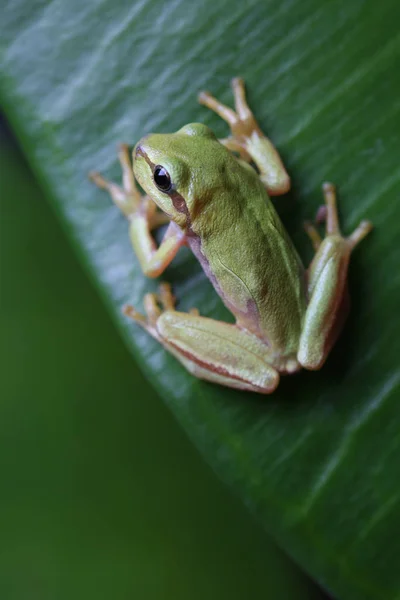 Small Tree Frog Sitting Green Leaf Closeup — Stock Photo, Image