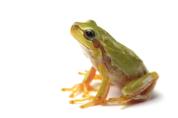 Kleiner Laubfrosch Blickt Auf Weißem Hintergrund Auf Stockbild