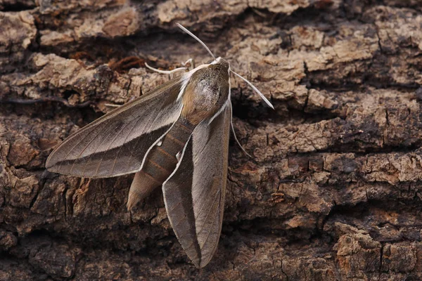 Svízel Hawk Moth Hyles Gallii Kůře Closeup — Stock fotografie