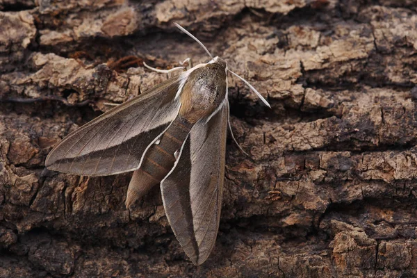 Nachtfalter Hyles Gallii Auf Rinde Nahaufnahme — Stockfoto