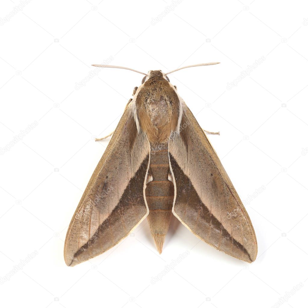 Bedstraw hawk-moth (Hyles gallii) isolated on white background