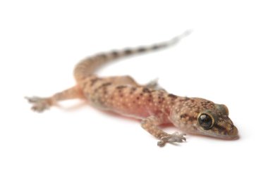Beyaz izole Akdeniz ev gecko (Hemidactylus turcicus)