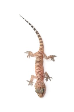 Beyaz izole Akdeniz ev gecko (Hemidactylus turcicus)