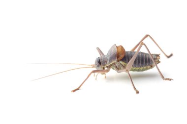 Beyaz izole erkek eyer destekli bush kriket (Ephippiger ephippiger) 