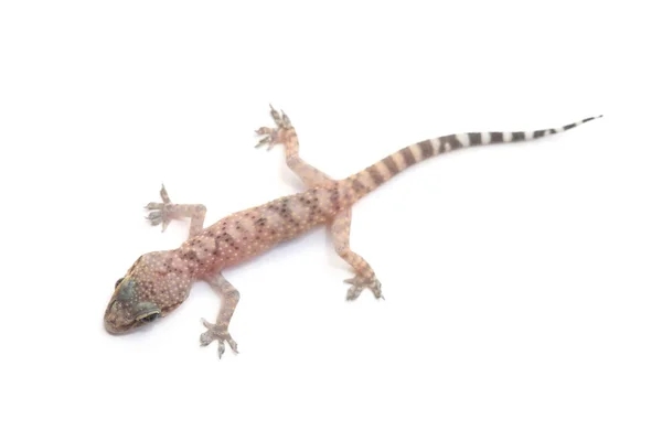 Gecko Casa Mediterrânica Hemidactylus Turcicus Isolado Branco — Fotografia de Stock