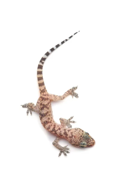 Casa Mediteraneană Gecko Hemidactylus Turcicus Izolată Alb — Fotografie, imagine de stoc