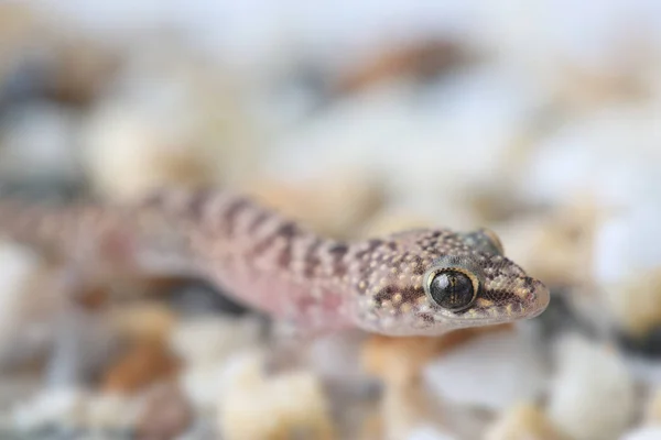 Casa Mediterrânea Gecko Hemidactylus Turcicus Fechar — Fotografia de Stock