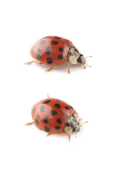 Ladybug Isolated White Background — Stock Photo, Image