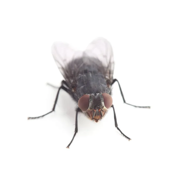 stock image Fly isolated on white background