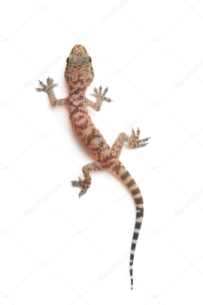 Mediterranean house gecko (Hemidactylus turcicus) isolated on white