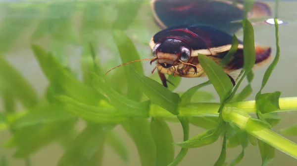 Havuzda su bitkileri arasında dalış böceği — Stok fotoğraf
