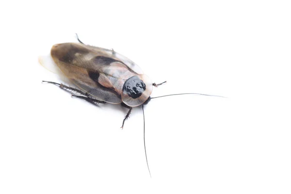 死の頭ゴキブリ (Blaberus craniifer) を白で隔離 — ストック写真