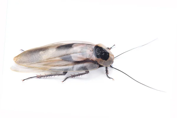 Barata da cabeça da morte (Blaberus craniiifer) isolada em branco — Fotografia de Stock