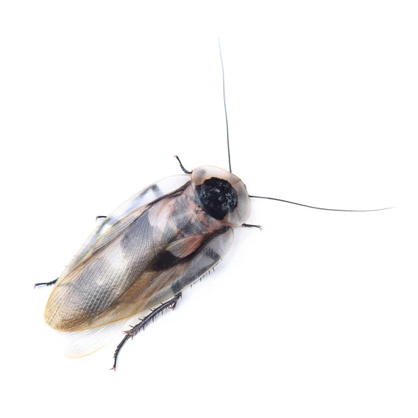 Ölüm'ün baş Hamam böceği (Blaberus craniifer) üzerinde beyaz izole — Stok fotoğraf