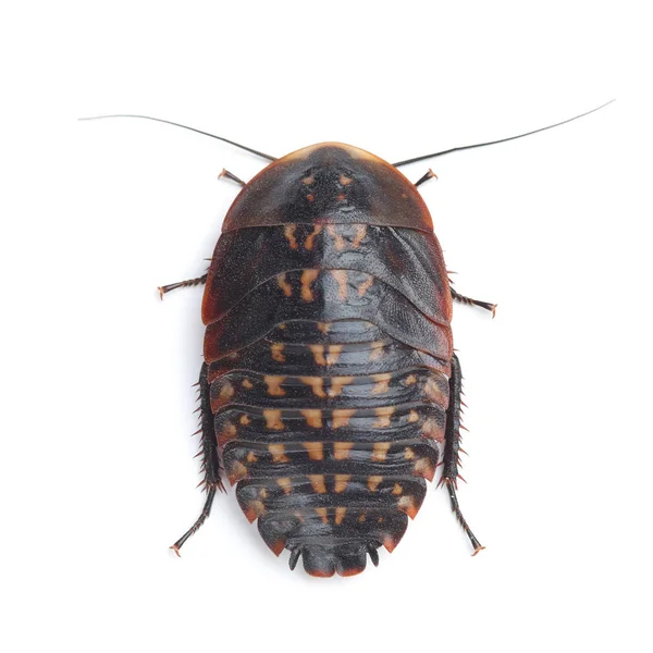 Larva of Death's head cockroach (Blaberus craniifer) isolated on — Stock Photo, Image