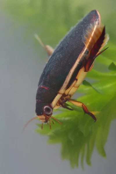 Diving beetle among water plants in pond — Stock Photo, Image