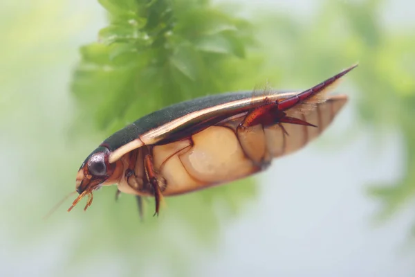 Escarabajo de buceo entre plantas acuáticas en estanque —  Fotos de Stock