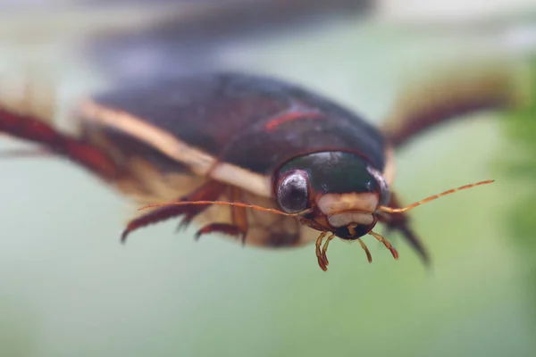 Scarabeo subacqueo tra le piante acquatiche nello stagno — Foto Stock