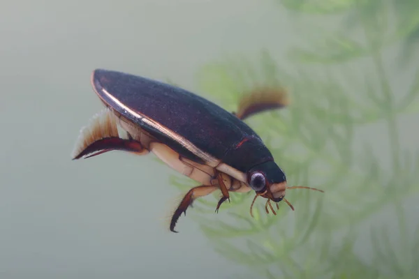 Escaravelho de mergulho entre as plantas aquáticas na lagoa — Fotografia de Stock