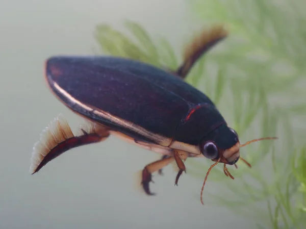 Diving beetle in pond — Stock Photo, Image