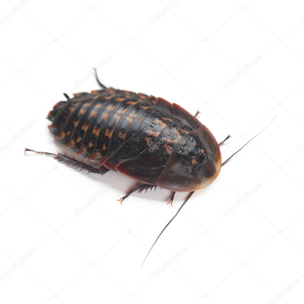 Larva of Death's head cockroach (Blaberus craniifer) isolated on