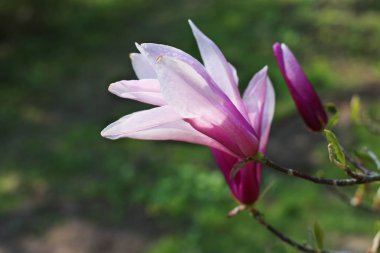 Bahar bahçesinde manolya çiçeği