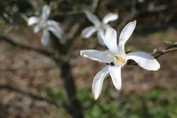 Magnolia bloem in lente tuin — Stockfoto