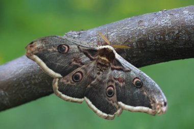 Dev Tavus Kuşu Güvesi (Saturnia pyri)