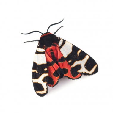 Hebe tiger moth (Arctia festiva) isolated on white clipart