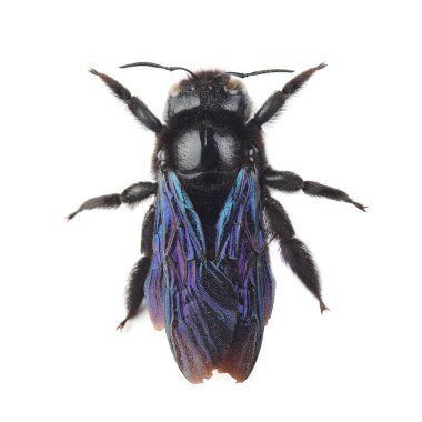 Bumblebee - Xylocopa violacea beyaz izole 