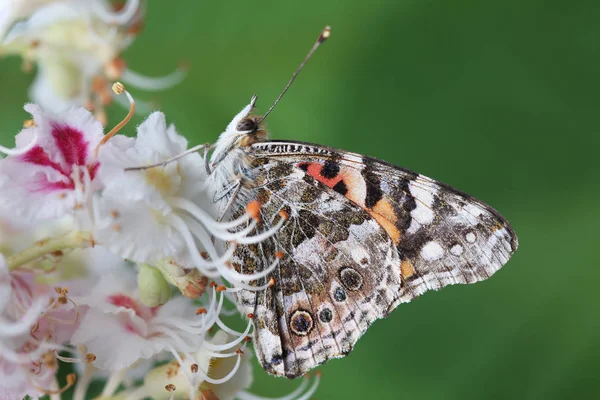 Mariposa - Dama pintada sobre flores de castaño —  Fotos de Stock