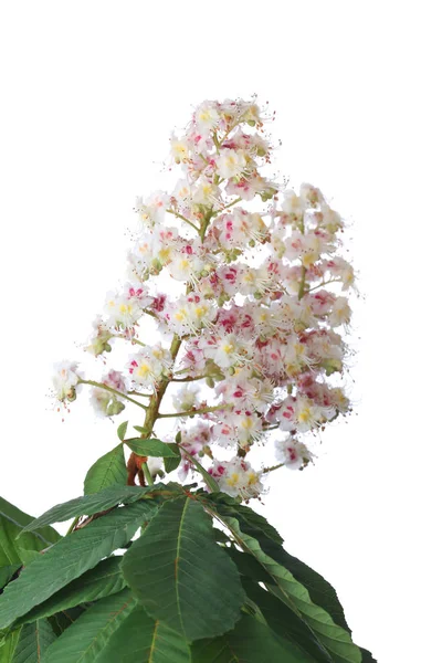 Fleurs de châtaignier (Aesculus hippocastanum) isolées sur blanc — Photo