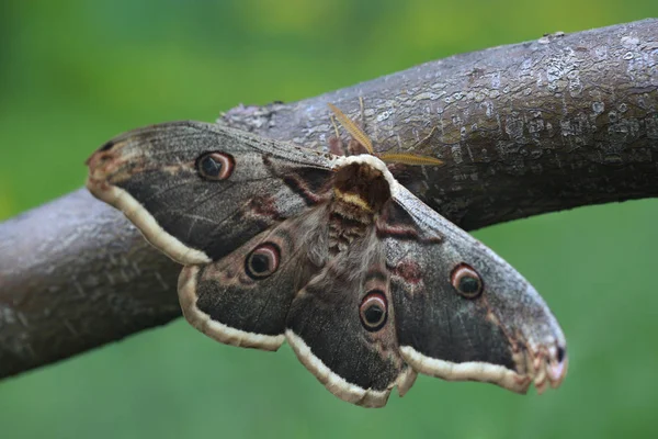 Giant Peacock Moth (Saturnia pyri) — Stock Photo, Image