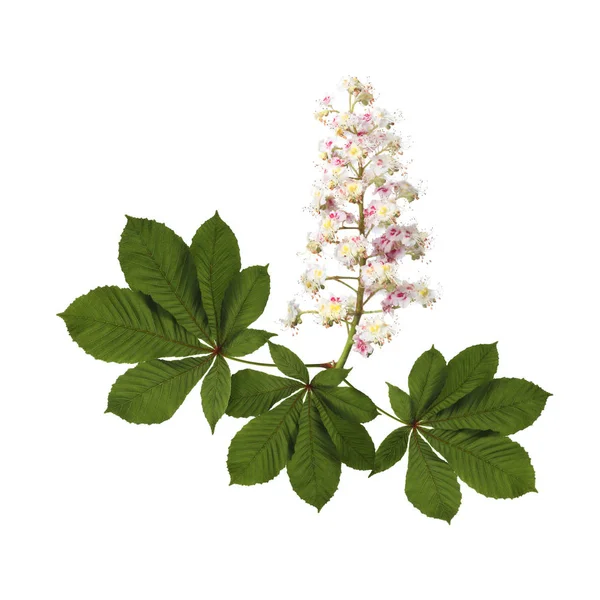 Fleurs de châtaignier (Aesculus hippocastanum) isolées sur blanc — Photo