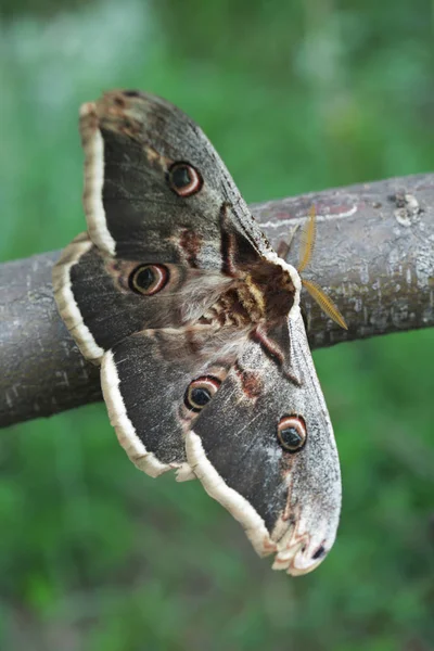 Moth paw olbrzymi (Saturnia pyri) — Zdjęcie stockowe