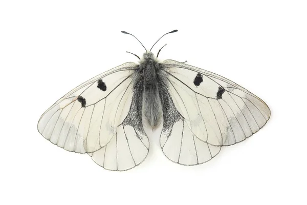 蝶 - 曇ったアポロ(パルナシウス・ムネモシネ)はwhに隔離された — ストック写真