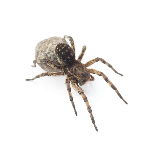 Female of wolf spider with cocoon isolated on white — Stock Photo, Image