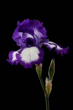 Iris çiçek siyah üzerinde izole
