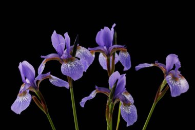 Iris çiçekler siyah izole