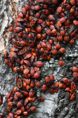 Huş kabuğu üzerinde birçok firebugs