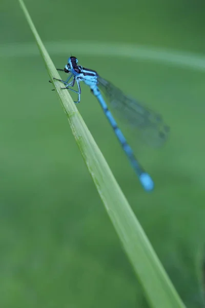 Damselfly отдыхает на листе — стоковое фото