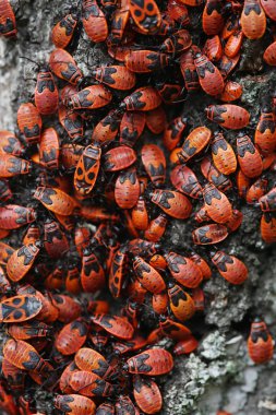 Huş kabuğu üzerinde birçok firebugs