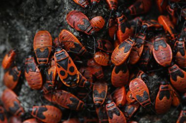Huş burk üzerinde birçok firebug
