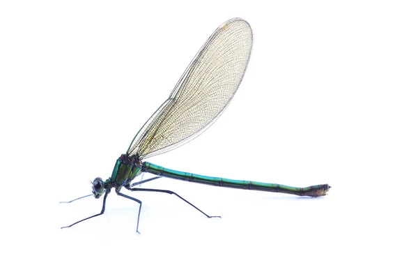 Kobieta z pięknej Demoiselle (Calopteryx virgo) na białym tle w — Zdjęcie stockowe