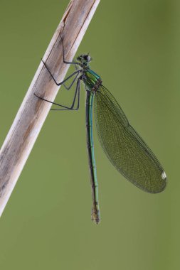 Güzel demoiselle Kadın (Calopteryx başak) kuru kök üzerinde 