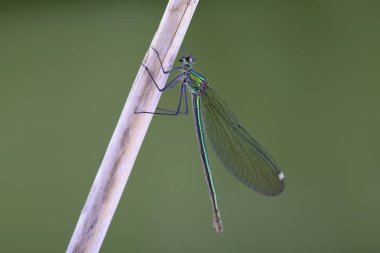 Güzel demoiselle Kadın (Calopteryx başak) kuru kök üzerinde