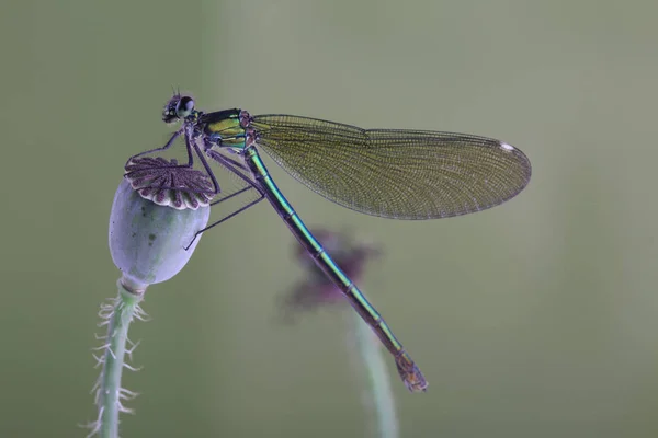 Самка Красивой Демуазель (Calopteryx virgo) на маковом стебле — стоковое фото